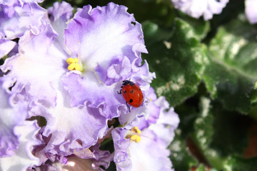 ladybird