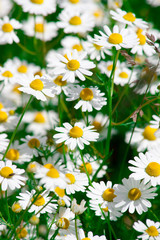 Fototapeta premium Summer meadow