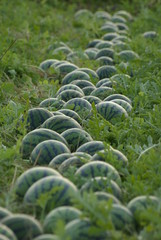 ごろごろスイカ