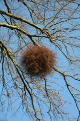 Mistel