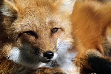 Fototapeta premium Red Fox Portrait