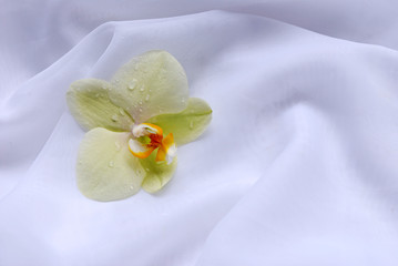 OrchideenBlüte