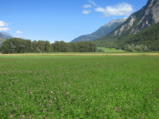 Champs de trèfle et de céréales.