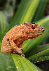 Chameleon on a leaf