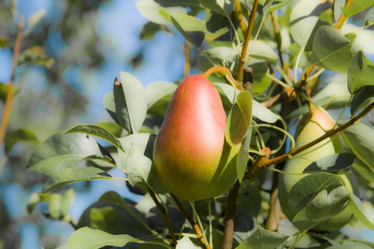 Pear on tree