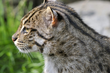 Obraz premium Portrait d'un chat pêcheur
