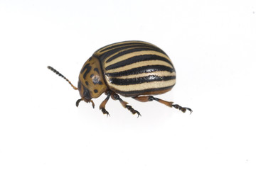 Kartoffelkaefer, Leptinotarsa decemlineata