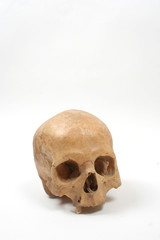Skull isolated