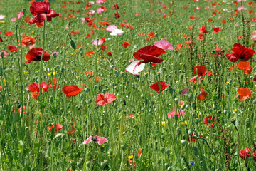 Fototapeta premium Klatschmohn, Papaver