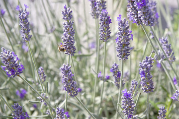 Lavendel mit Biene