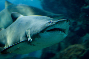 Fototapeta premium shark