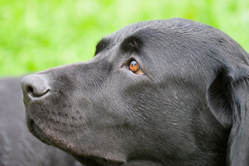 Dreaming dog (with the cloudy sky reflected in its eyes)