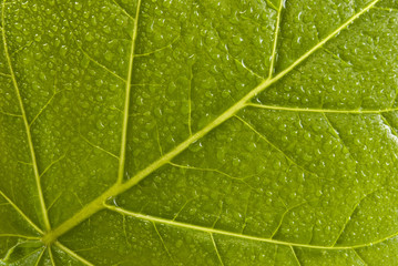 Green leaf macro