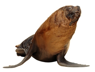 Détourage d'une otarie de Californie