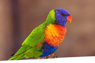 Lorikeet