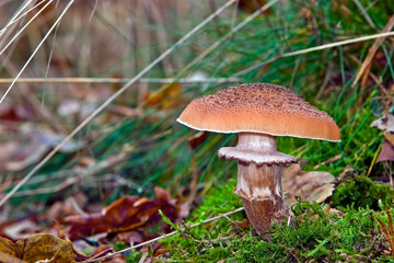 Fungi, mushrooms in a forest
