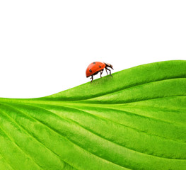 Ladybug on a green leaf