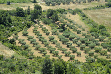 plantation d'oliviers