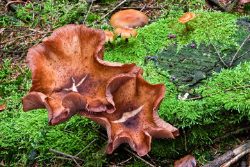 Fungi, mushrooms in a forest
