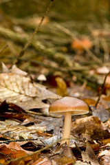 Fungi, mushrooms in a forest