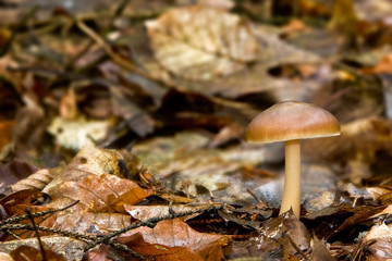 Fungi, mushrooms in a forest