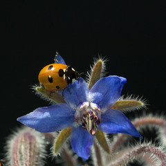 Marienkaefer, Borretschbluete