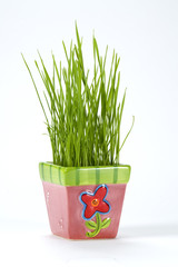Wheatgrass in a pink pot