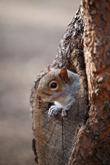 Cute squirrel looks out of her hole.