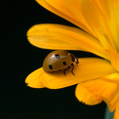 Marienkaefer, Ringelblume