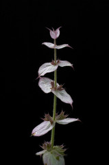 Muskatellersalbei, Salvia, sclarea
