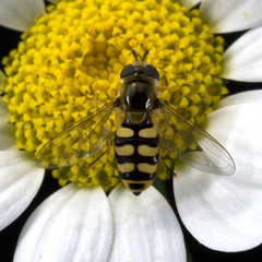 Schwebfliege