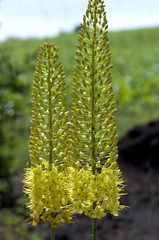 Steppenlilie, Steppenkerze, Eremurus stenophyllus