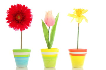 flowers in pot