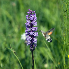 Taubenschwaenzchen, Knabenkraut