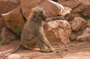 Hamadryas Baboon