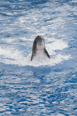 Bottlenose Dolphin
