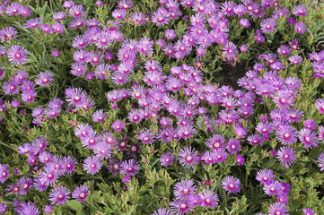 Campo di fiori -flowers