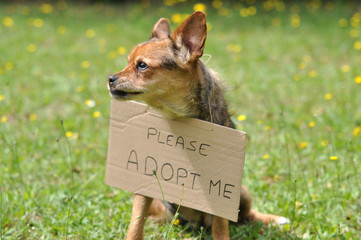 adopter un chien