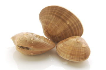 Fasolari - Callista chione