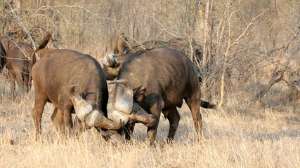 Fototapeta premium Fighting Buffalo. Sabi Sands, Kruger National Park, South Africa