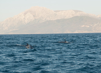 Fototapeta premium Wale