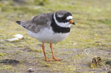Ringed Plover