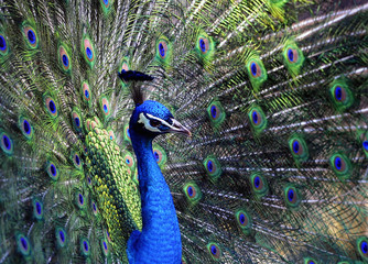 Pfau