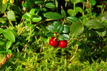 Preiselbeere Pflanze - cowberry plant 04