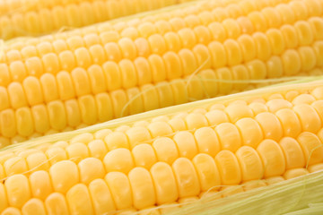 Yellow corns background