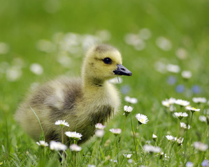 Gänse Küken