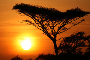 Acacia Tree Sunset, Serengeti, Africa