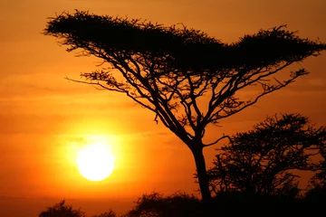 Fotobehang Acaciaboom Zonsondergang, Serengeti, Afrika © Sam D'Cruz