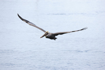 Brown Pelican, Pelecanus occidentalis, in flight