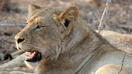 Fototapeta na wymiar Lioness, Sabi Sands, Kruger National Park, South Africa